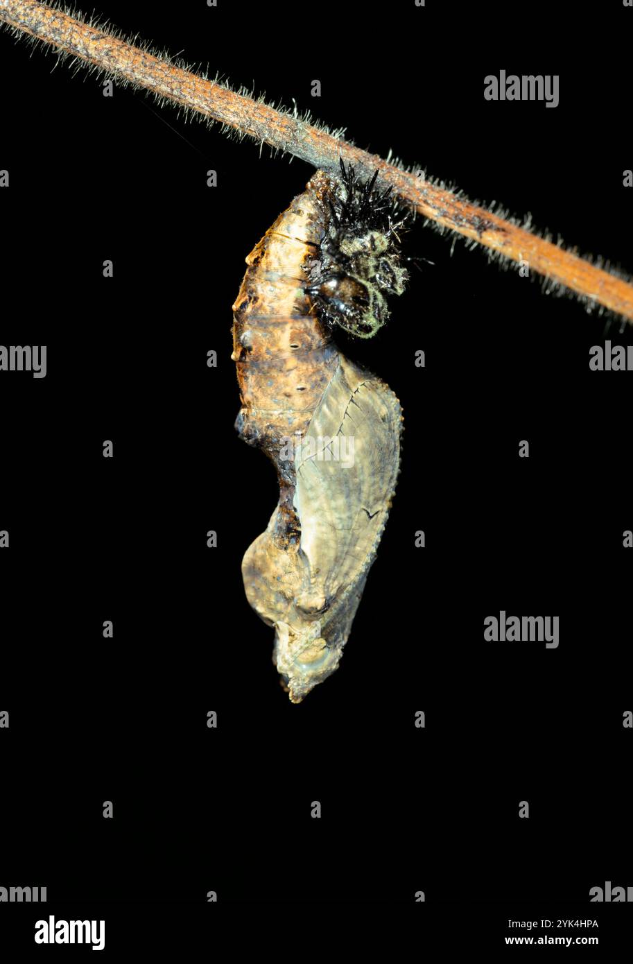 Puppe des Golfs Fritillary oder Passionsfalter (Dione [Agraulis] Vanille) hängt an Passionsblumenrebe, Galveston, Texas, USA Stockfoto