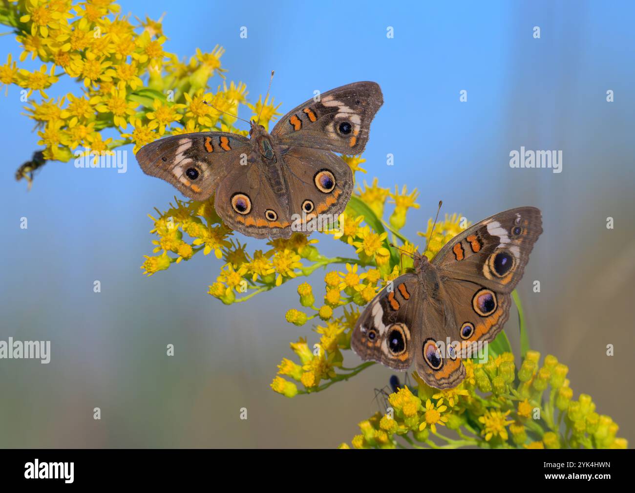 Gewöhnliche buckeye (Junonia coenia) Schmetterlinge, die während der Herbstblüte von Goldrute (Solidago sempervirens) fressen, Galveston, Texas, USA Stockfoto
