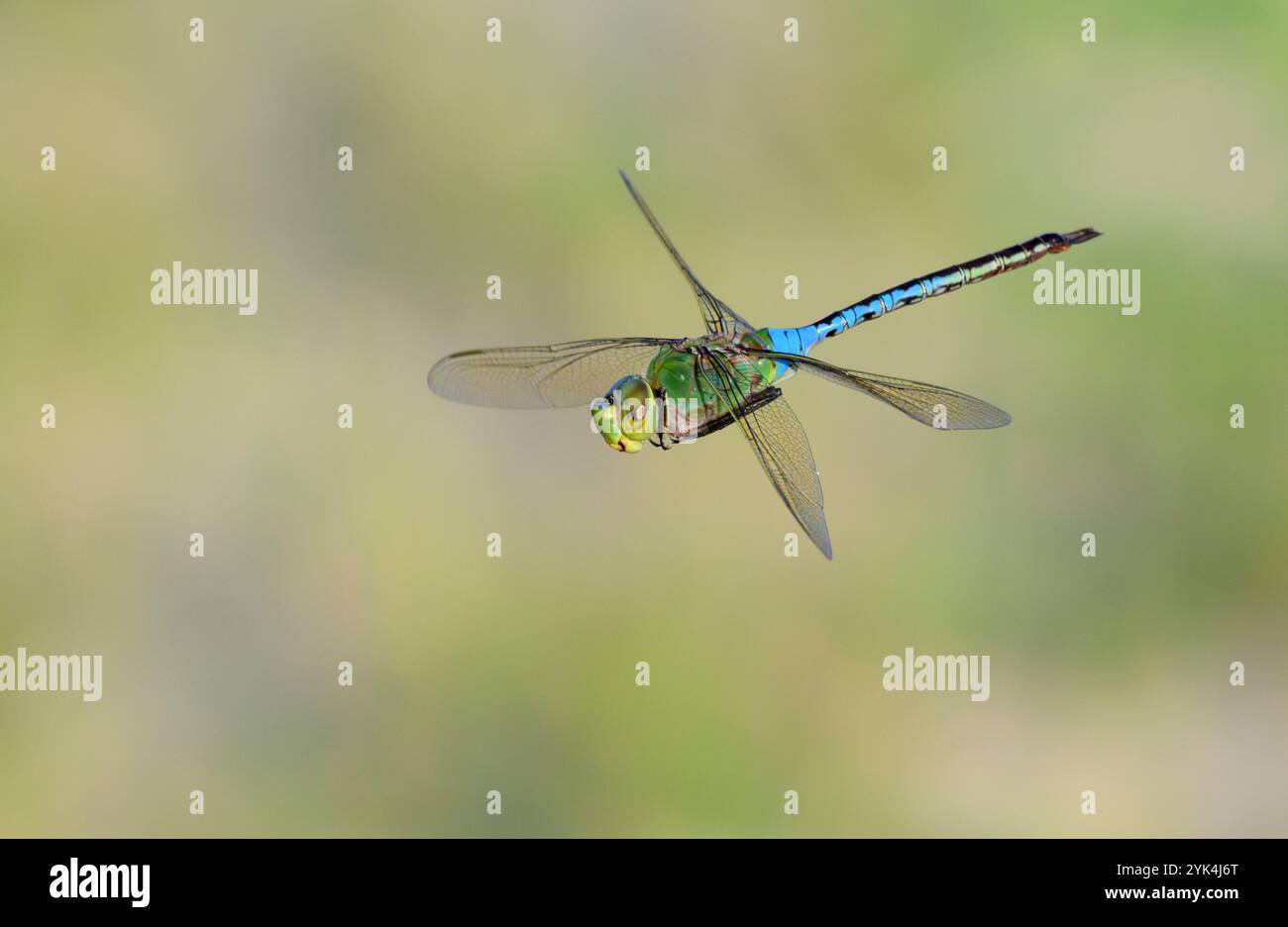 Green Dartner (Anax junius) Libelle fliegt über Grasland, Galveston, Texas, USA. Stockfoto