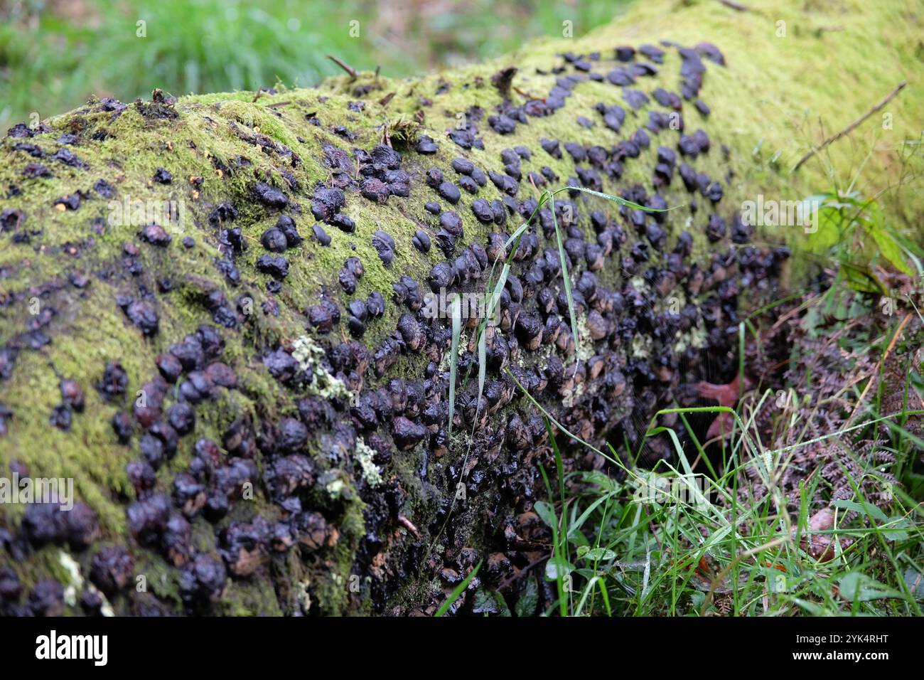 Hypoxylon fuscum, auch bekannt als Hazel Woodwart Pilz. Stockfoto