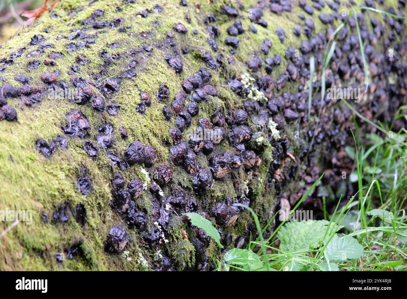 Hypoxylon fuscum, auch bekannt als Hazel Woodwart Pilz. Stockfoto