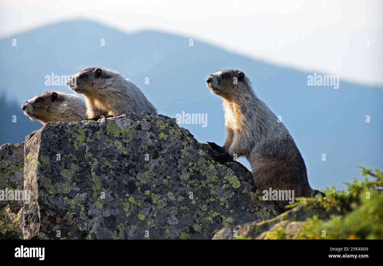 Murmeltiere (Marmota caligata) im subalpinen Land im Sommer. Purcell Range, Nordwesten von Montana. Stockfoto