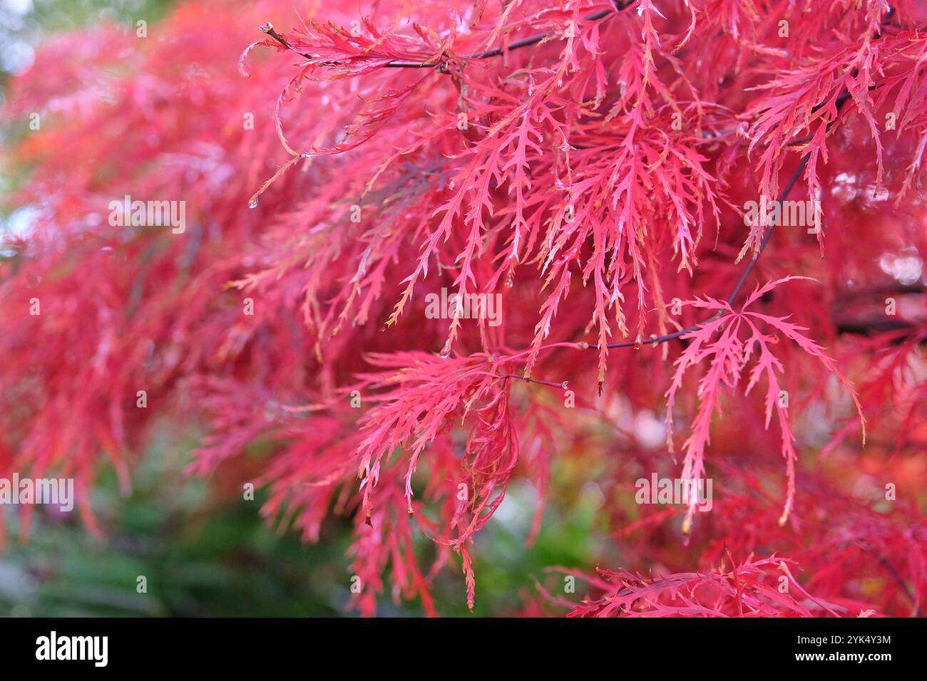 Das rote Herbstlaub des Acer palmatum Dissectum Tree, auch bekannt als weinender japanischer Ahorn. Stockfoto