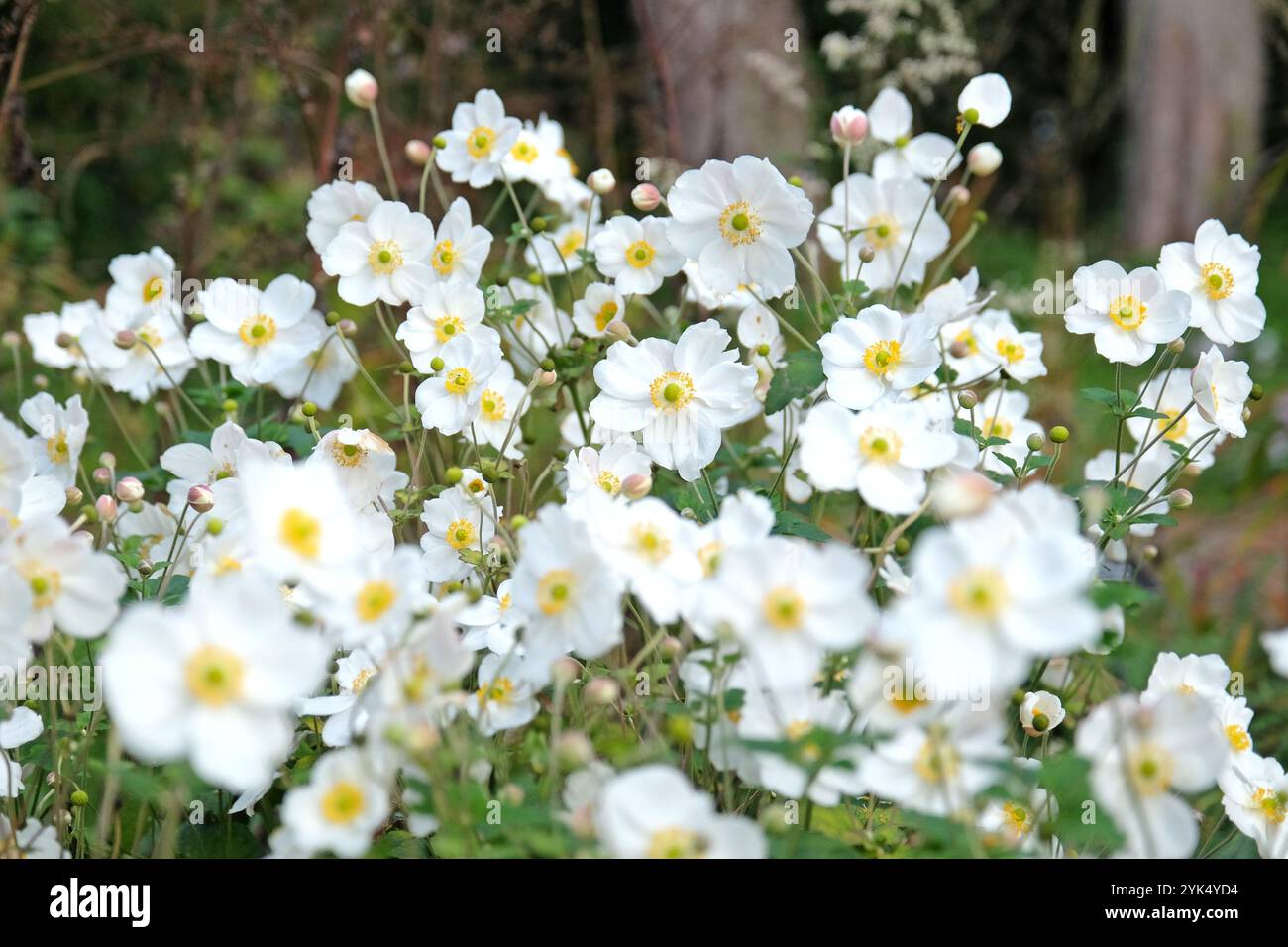 Weiße japanische Anemone, Anemone x hybrida „Honorine Jobert“ in Blüte. Stockfoto