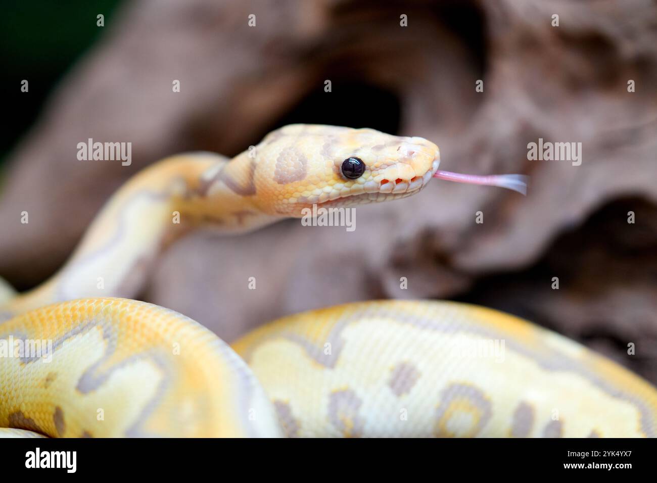 Gelbe und weiße gemischte Pythonschlange. Stockfoto