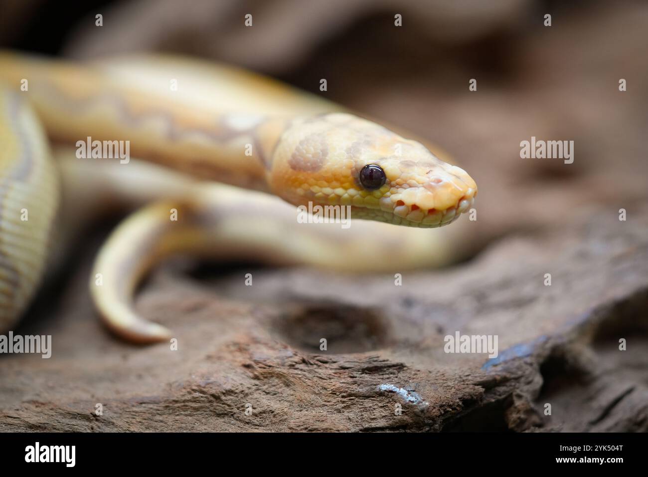Gelbe und weiße gemischte Pythonschlange. Stockfoto