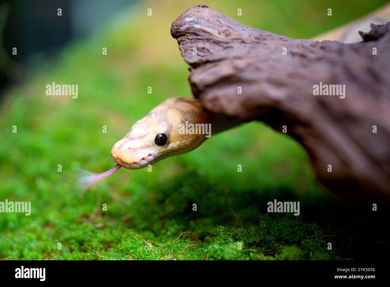 Gelbe und weiße gemischte Pythonschlange. Stockfoto