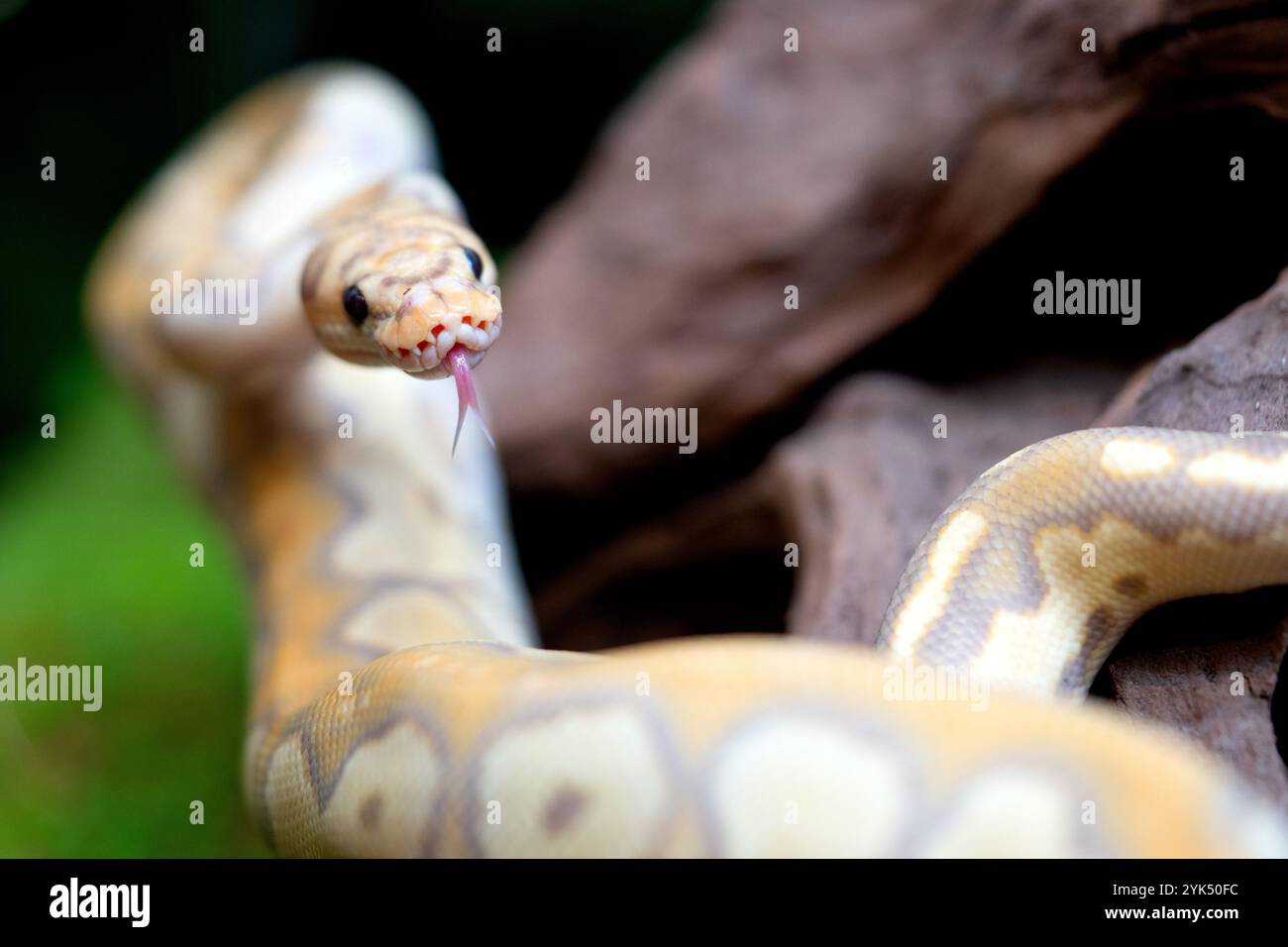 Gelbe und weiße gemischte Pythonschlange. Stockfoto
