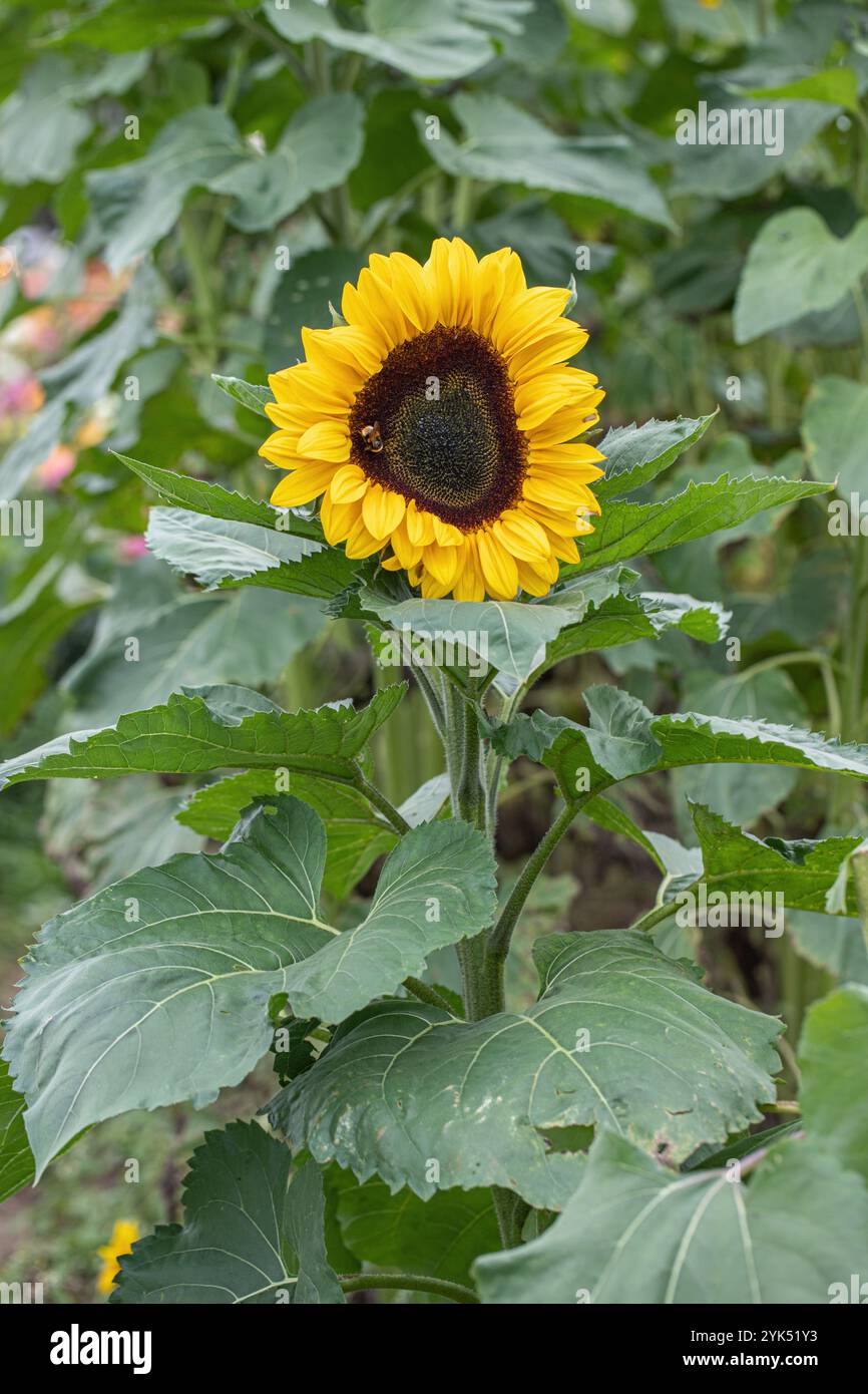 Eine Sonnenblume mit unregelmäßig geformter Blüte. Stockfoto