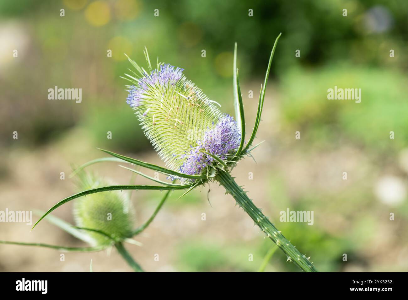 Die Blütenstände der wilden Teasel (Dipsacus fullonum). Stockfoto