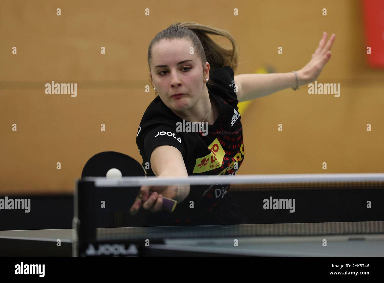 2024.11.17 Tischtennis Damen 1. Bundesliga TSV Langstadt - SV DJK Kolbermoor v.l. Sophia Klee (TSV Langstadt Tischtennis Damen 1.Bundesliga) spielt eine Vorhand. Stockfoto