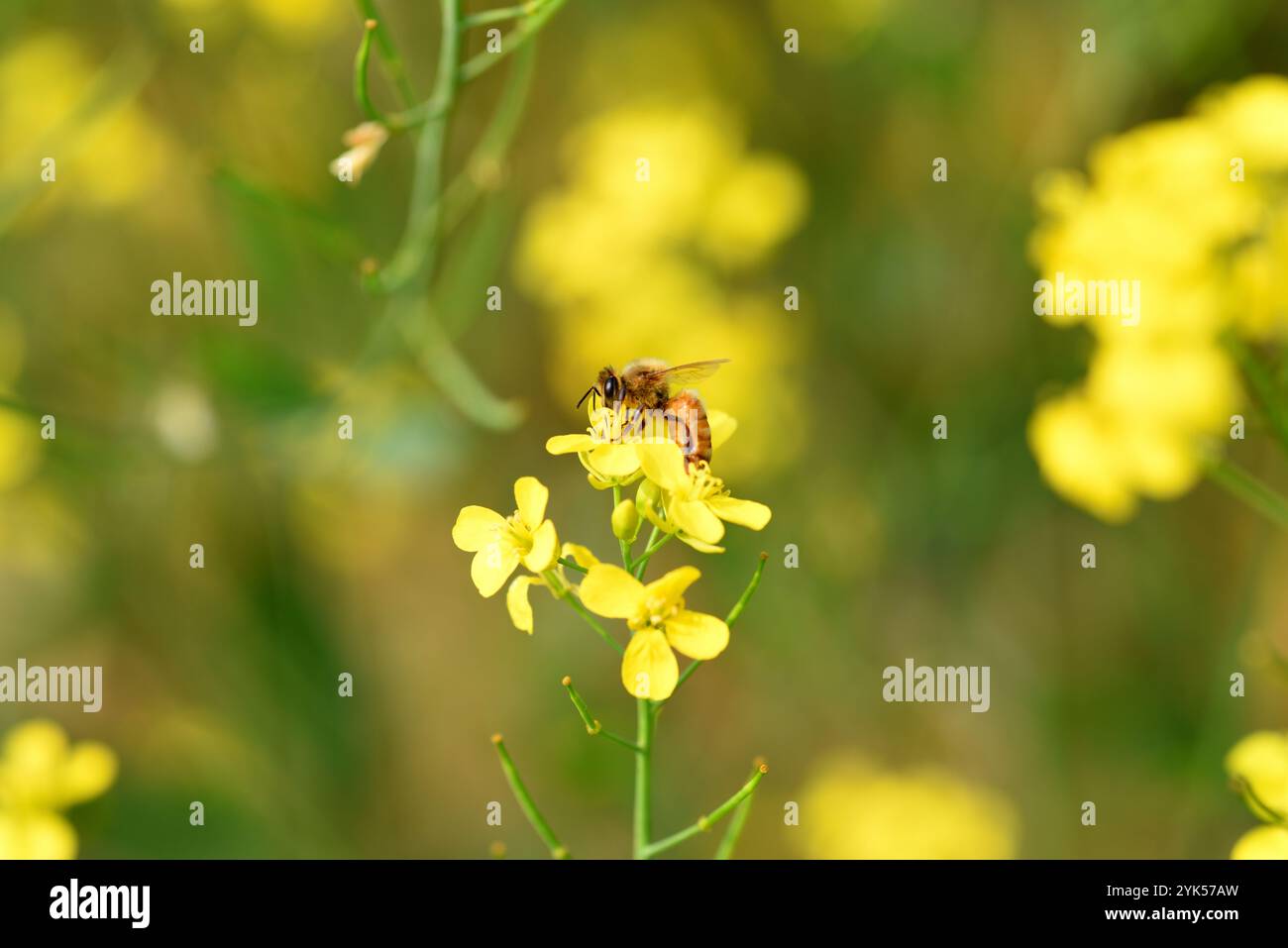 Senfblume mit Honigbiene, Wildlife bhopal, Indien Stockfoto