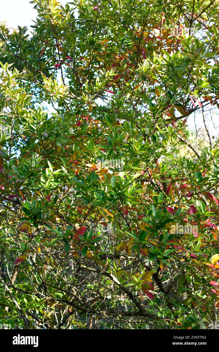 Combretum kraussii ist ein im südlichen Afrika heimischer, halblaubweidiger Baum. Stockfoto