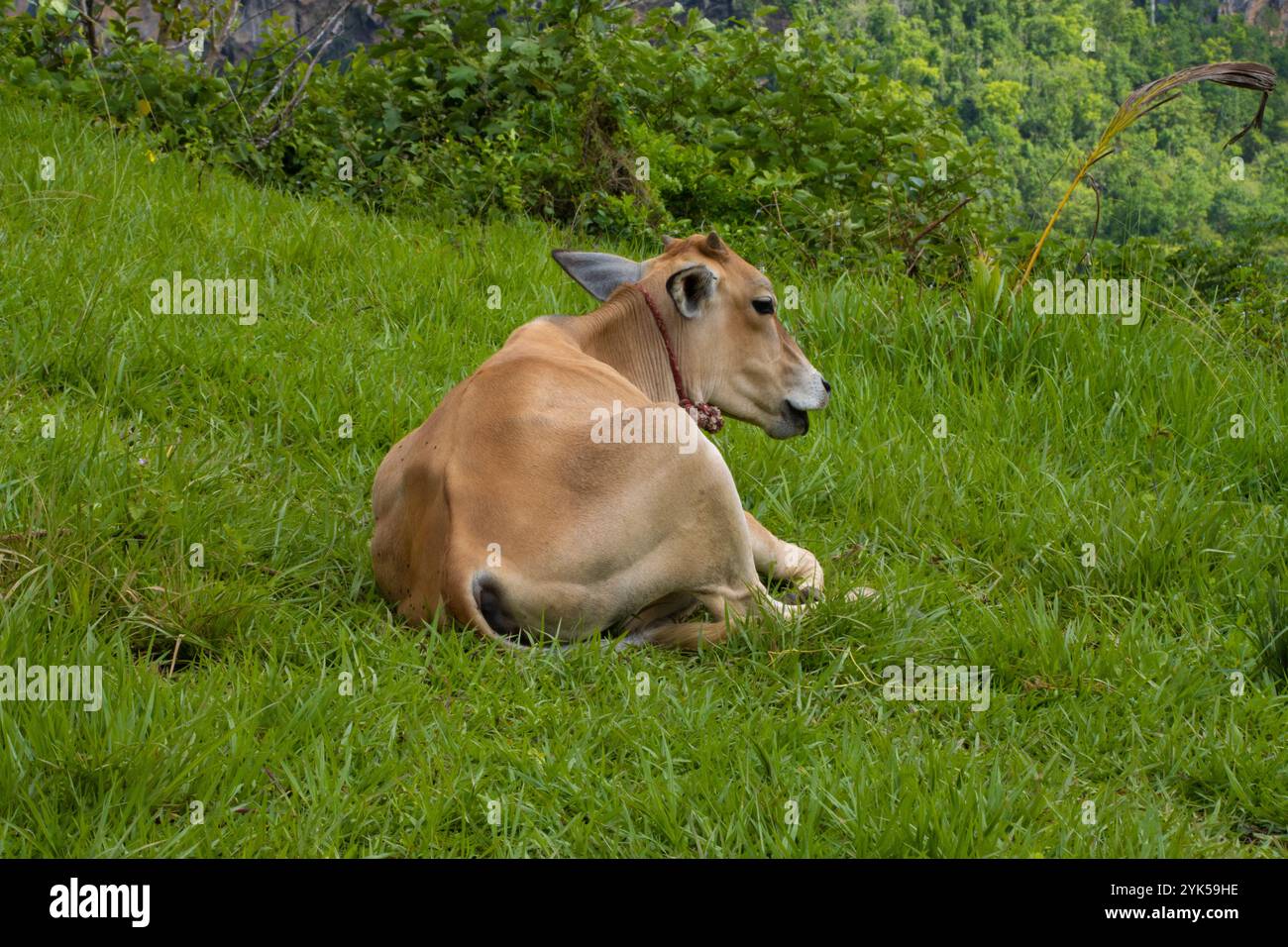 Kuh liegend auf dem Rasen Stockfoto