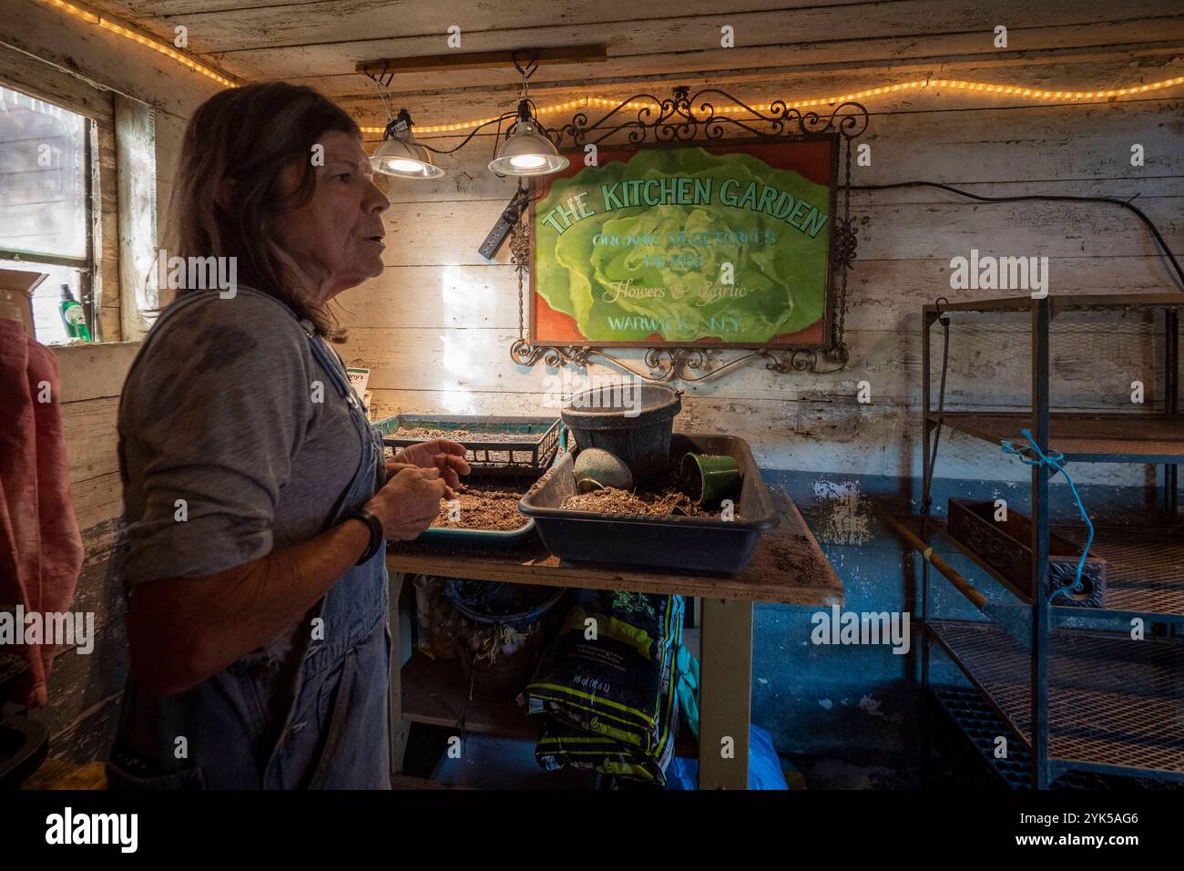 Dominique Herman zieht auf ihrer Farm in Warwick, New York, sächsische Merino-Schafe auf. Darüber hinaus plant sie, ihren Betrieb mit Bio-Gemüse auszubauen. (USDA/FPAC Foto von Preston Keres) Stockfoto