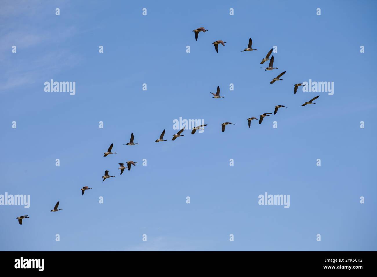 Gänseherde in V-Formation während der saisonalen Migration in wärmere Klimazonen Stockfoto