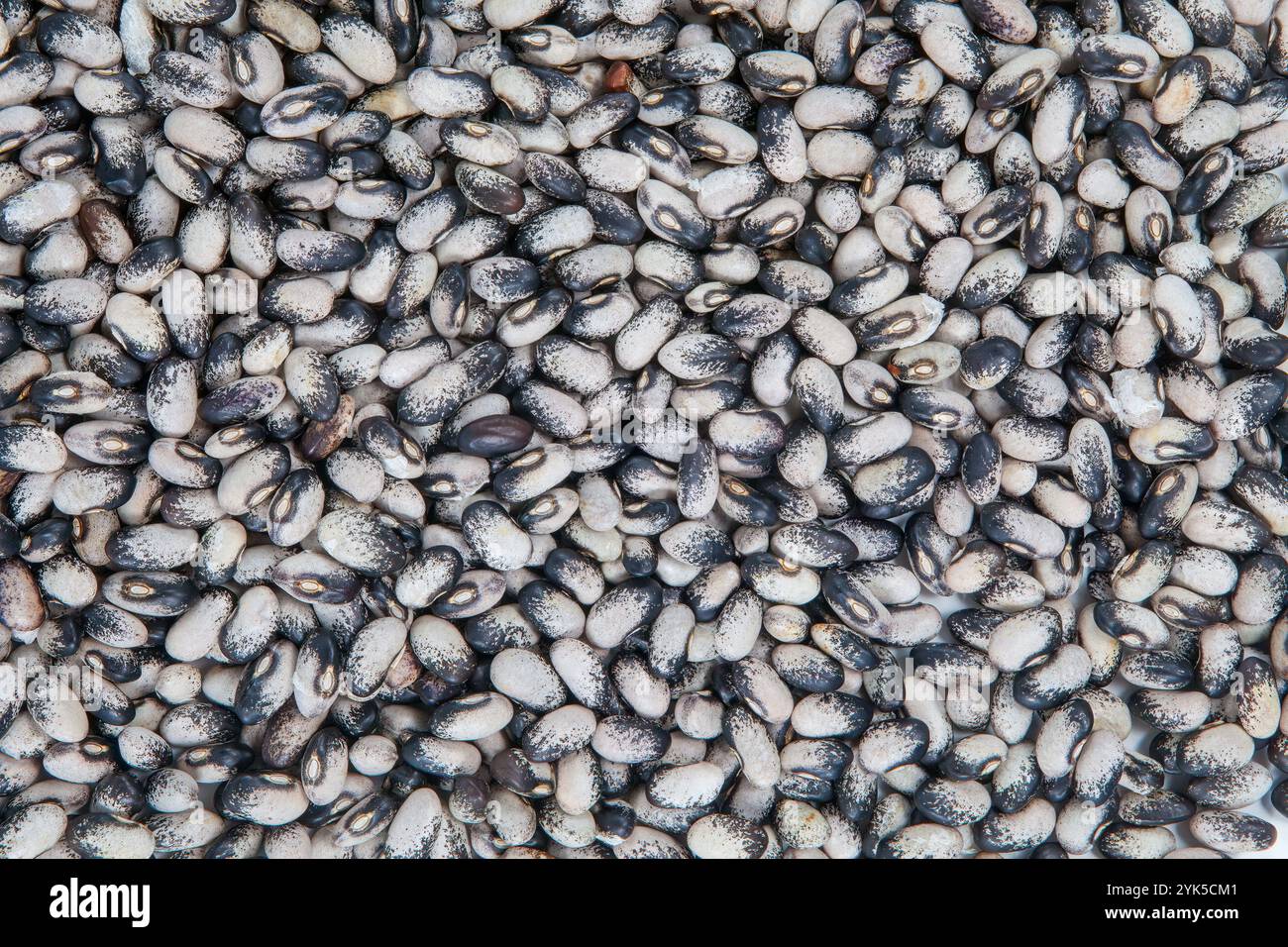 Juanita Smith Beans, Hintergrund von Saatgut, nachhaltige Landwirtschaft und Landwirtschaft Stockfoto