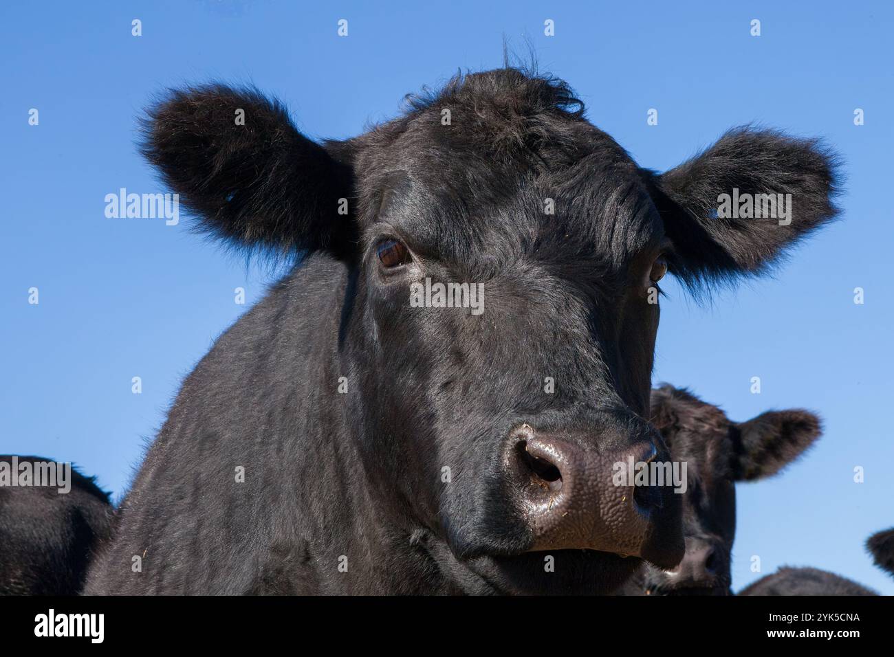 Junge Schwarze Bullen, die auf einer sonnigen Weide auf einer ländlichen Farm weiden Stockfoto