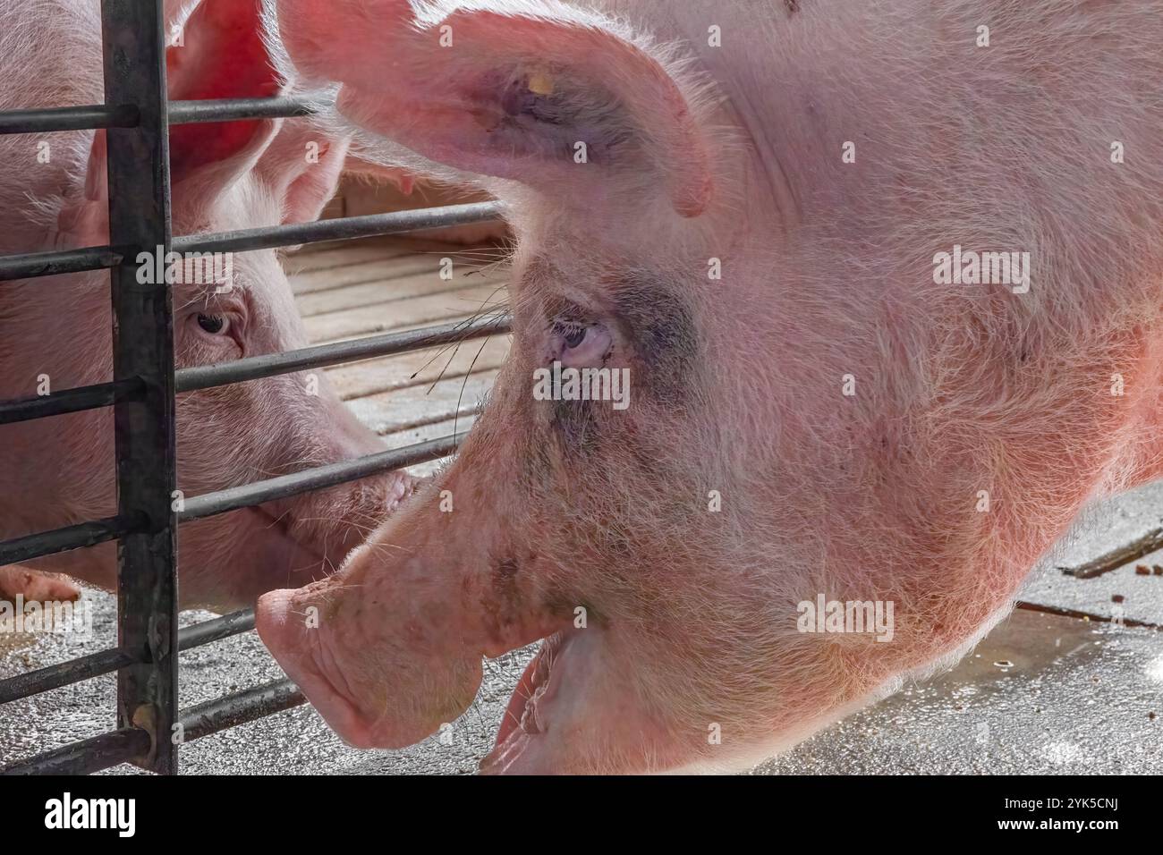 Zwei Schweine, die ein lustiges Gespräch auf der Farm haben Stockfoto