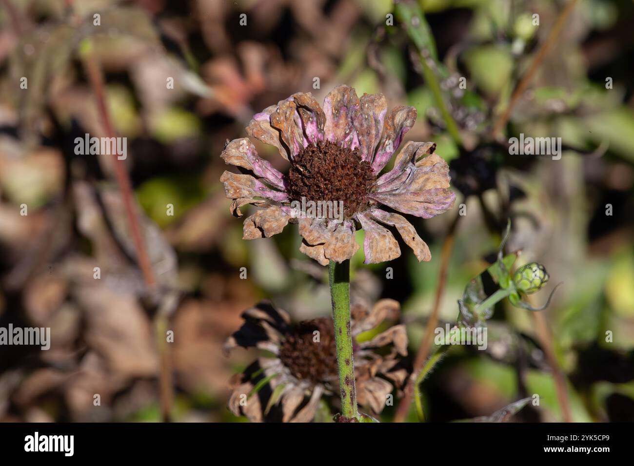 Withered Flower After Bloom – Beauty in Decay and Nature's Cycle Stockfoto
