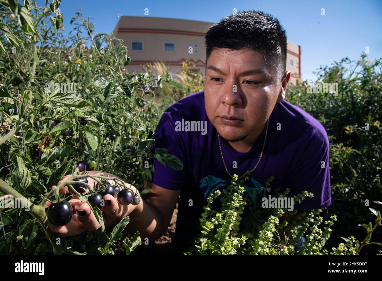 Institute of American Indian Arts (IAIA)1994 Land-Grant Tribal College and University (TCU) Land-Grant Research Assistant Kyle Kootswaytewa überprüft die Gesundheit von schwarzen Tomaten im IAIA Demonstration Garden, in Santa Fe, NM, am 11. September 2019. Einige ihrer Kirschtomaten werden in der Salatbar der Cafeteria serviert. Der Garten demonstriert und fördert einheimische landwirtschaftliche Methoden für den Anbau von Lebensmitteln und medizinischem Anbau und dient gleichzeitig als Lernraum im Freien. Es wird vom Zentrum für lebenslange Bildung, lokalen Stammesmitgliedern, Studenten und Dozenten entworfen und gepflegt. Der Garten i Stockfoto