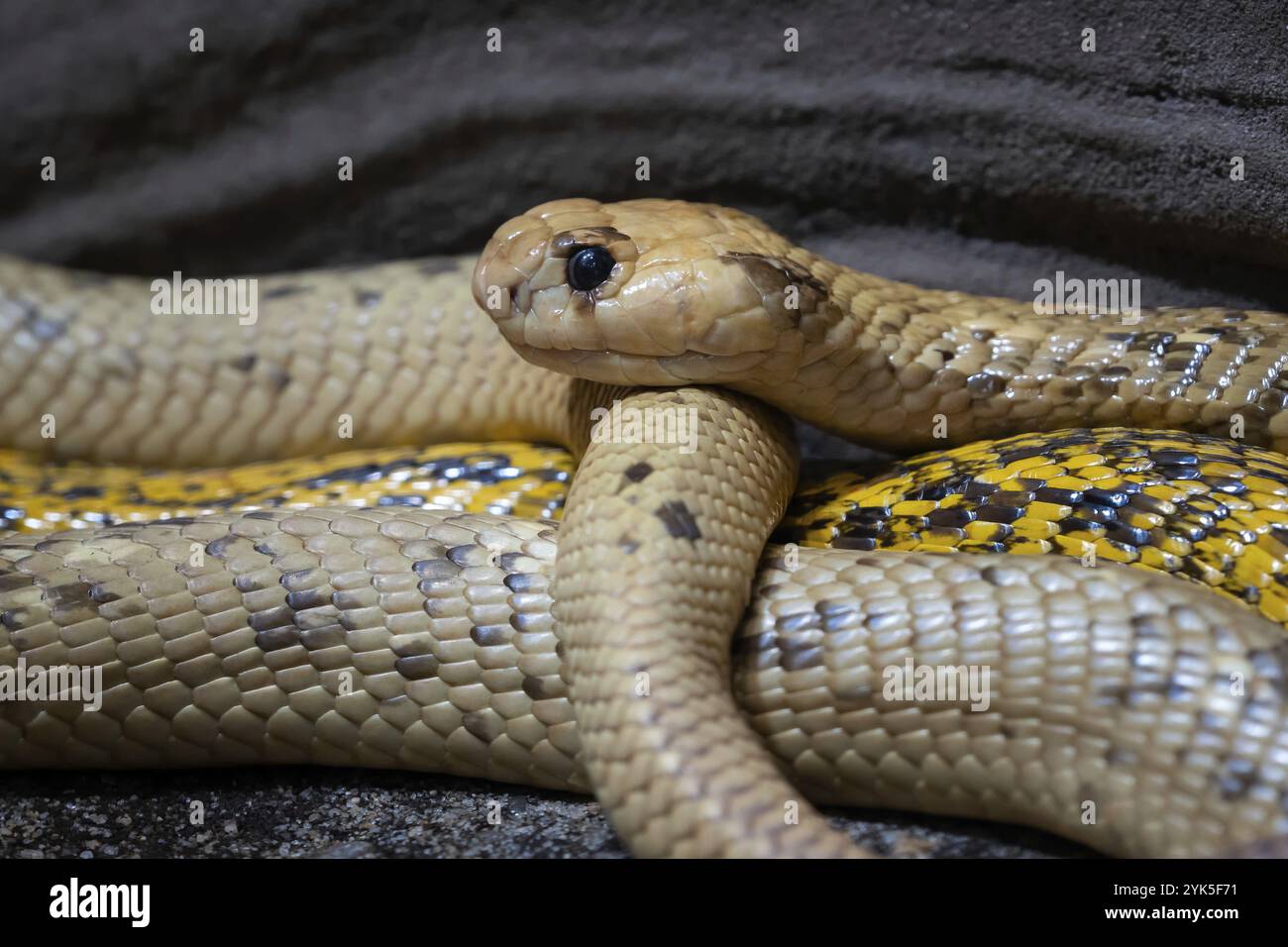 Cape cobra (Naja Nivea) beobachtet die Umgebung Stockfoto