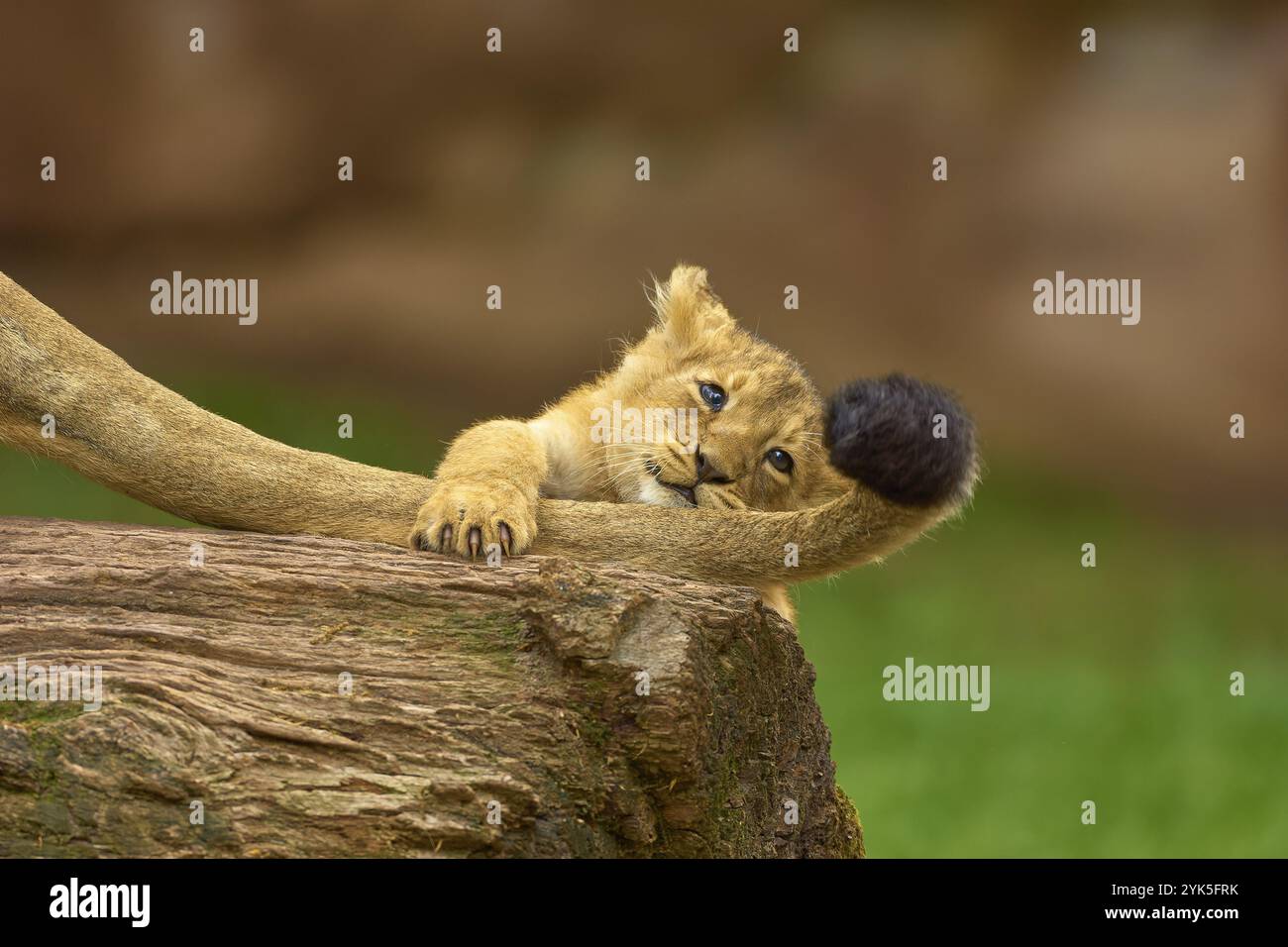 Ein Löwenjunges spielt spielerisch auf einem Baumstamm mit dem Schwanz seiner Mutter, in einer natürlichen Umgebung, gefangen in Deutschland, Europa Stockfoto