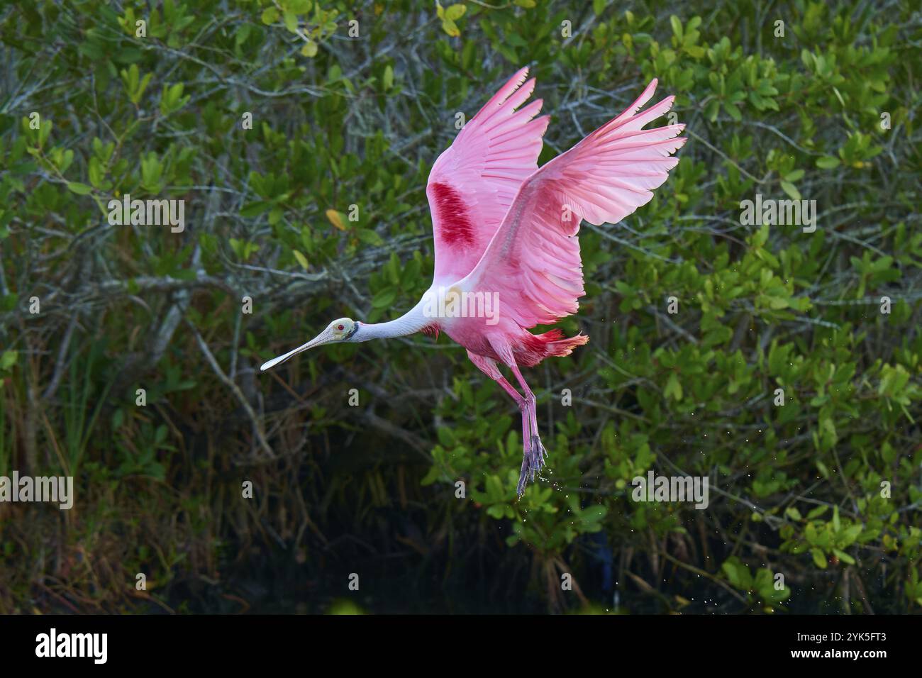 Rosenlöffelschnabel (Ajaja ajaja), der über einen grünen Sumpf fliegt, Flügel in lebhafter Bewegung ausgebreitet, Black Point Wildlife Drive, Titusville, Florida, USA, Norden Stockfoto