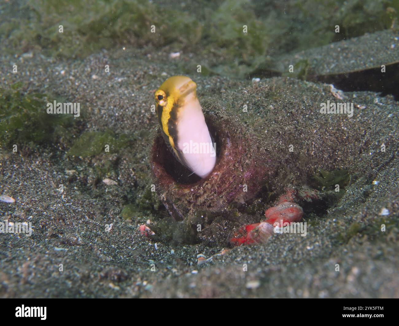 Eine gestreifte Mimikry Blenny (Petroscirtes breviceps) blickt aus einer Flasche, die im Sandboden vergraben ist, Tauchplatz Secret Bay, Gilimanuk, Bali, Indonesien, Stockfoto