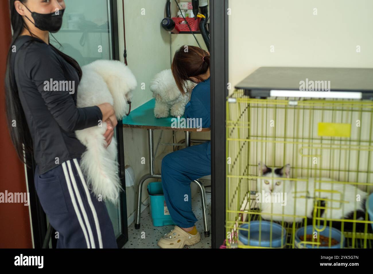 Ein Mitarbeiter pflegt einen Hund, während eine junge Dame mit ihrem Hund in den Armen in einer Tierklinik in Peking, China, wartet. 03-SEP-2024Ablehnen Stockfoto