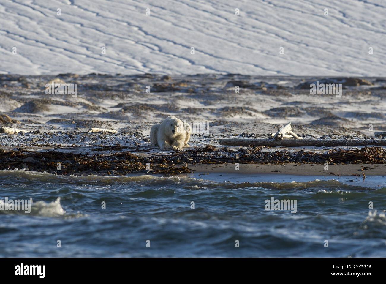 Eisbär (Ursus maritimus), männlich am Strand vor dem Gletscher, Kvitoya, Svalbard und Jan Mayen Archipel, Norwegen, Europa Stockfoto