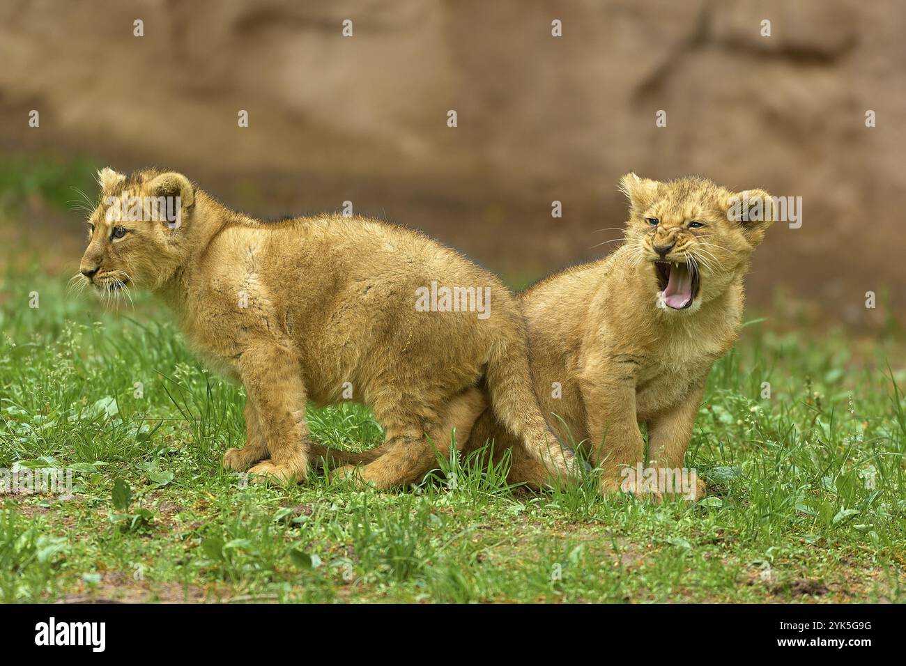 Zwei Löwenjungen spielen auf einer grünen Wiese, ein Gähnen und das andere daneben, Gefangener, Deutschland, Europa Stockfoto