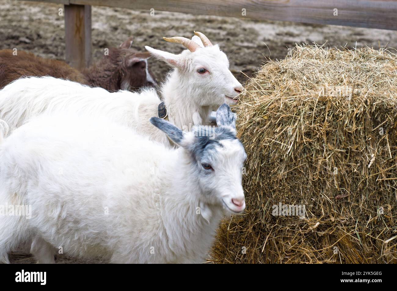 Ziegen genießen eine Mahlzeit auf einem rustikalen Bauernhof, gefangen in der Natur. Stockfoto