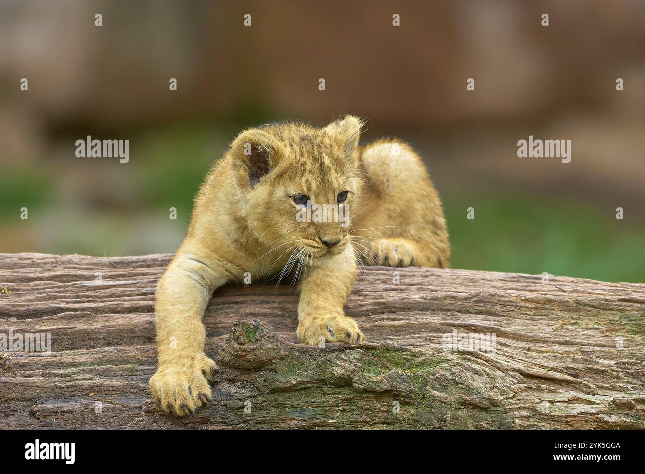Ein Löwenjunges auf einem Baumstamm in einer natürlichen Umgebung, in Gefangenschaft, Deutschland, Europa Stockfoto