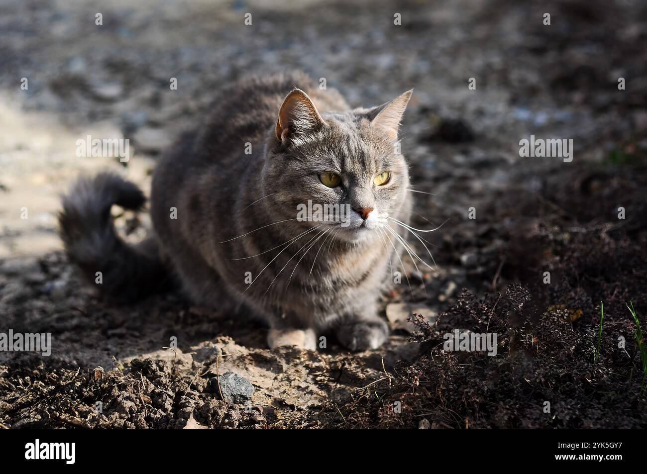 Nahaufnahme einer grauen Tabbykatze im Freien mit gelben Augen. Stockfoto
