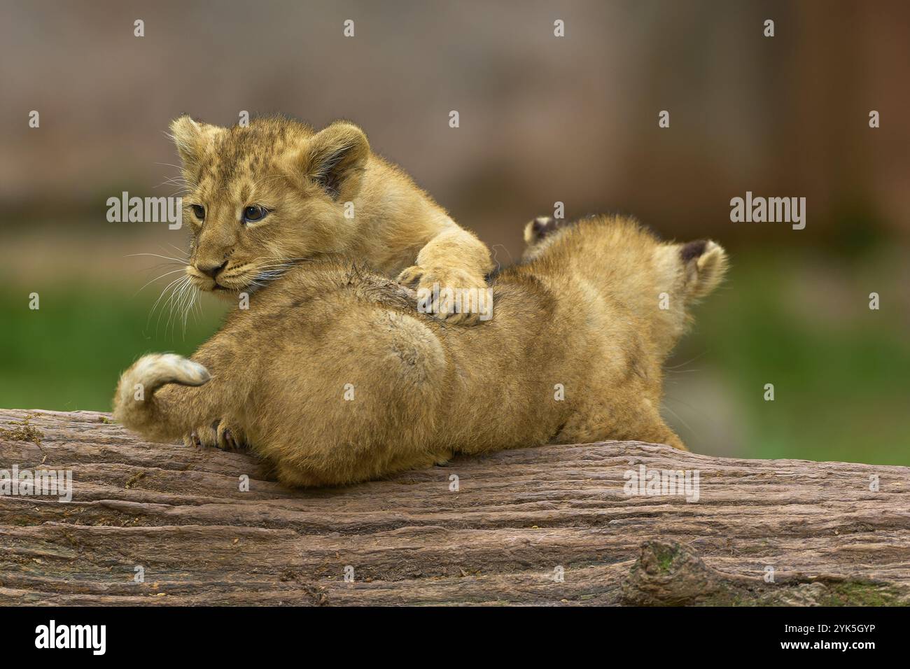 Zwei Löwenjungen, die auf einem Baumstamm in einer natürlichen Umgebung spielen, Gefangenschaft, Deutschland, Europa Stockfoto
