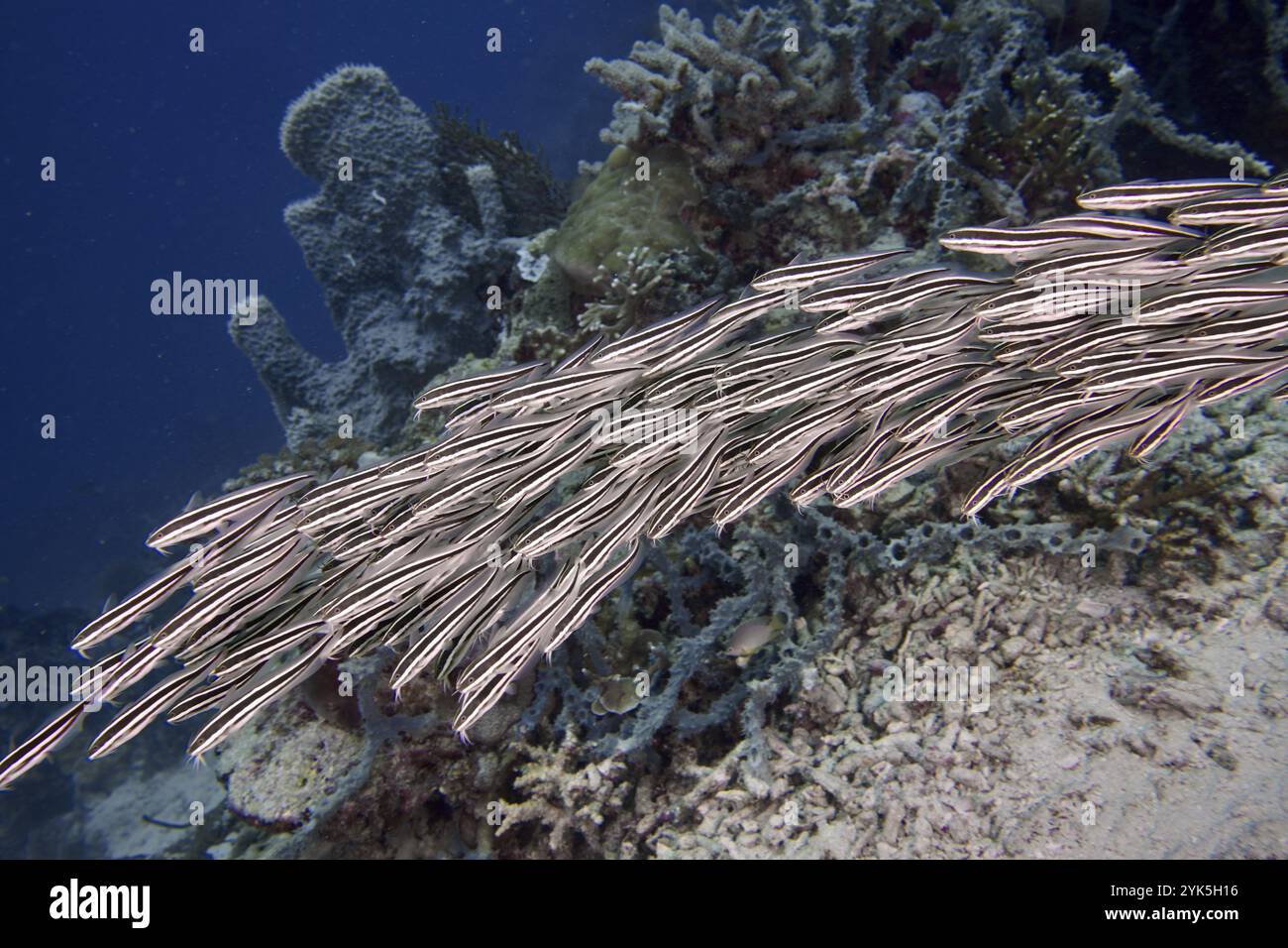 Eine Schule von gestreiften Aalen (Plotosus lineatus) schwimmt über einem Korallenriff im blauen Wasser, Tauchplatz Coral Garden, Menjangan, Bali, Indonesien, Asien Stockfoto