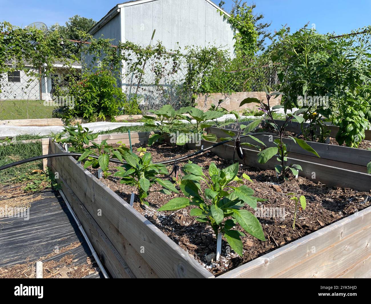 Coy Poitier, Executive Director des FAWC Conservatory of Arts and Sciences, verwaltet eine 1 Hektar große städtische Farm, die als Bildungszentrum in der Nähe von Dallas genutzt wird. Coy arbeitet eng mit Stefen Tucker, Urban County Executive Director, und der USDA Farm Service Agency zusammen, um mehr über die Vorteile und Möglichkeiten zu erfahren, die das Department bietet. Coy ist derzeit Mitglied des FSA Urban County Committee in Dallas. 7/2023 USDA Foto von Joshua Coleman Stockfoto