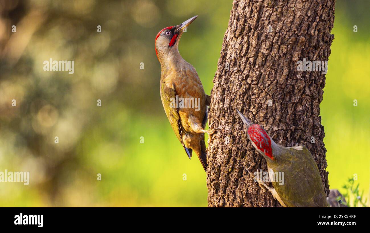 Europäischer Grüner Spechte, Picus viridis, mediterraner Wald, Castilla La Mancha, Spanien, Europa Stockfoto