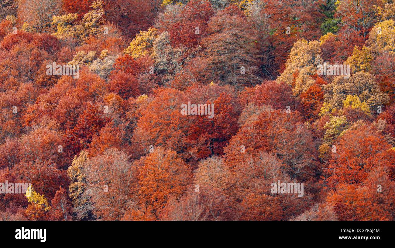 Naturschutzgebiet Hayedo de la Pedrosa, Herbstsaison Buchenwald, Fagus sylvatica, Riofrio de Riaza, Segovia, Castilla y Leon, Spanien, Europa Stockfoto