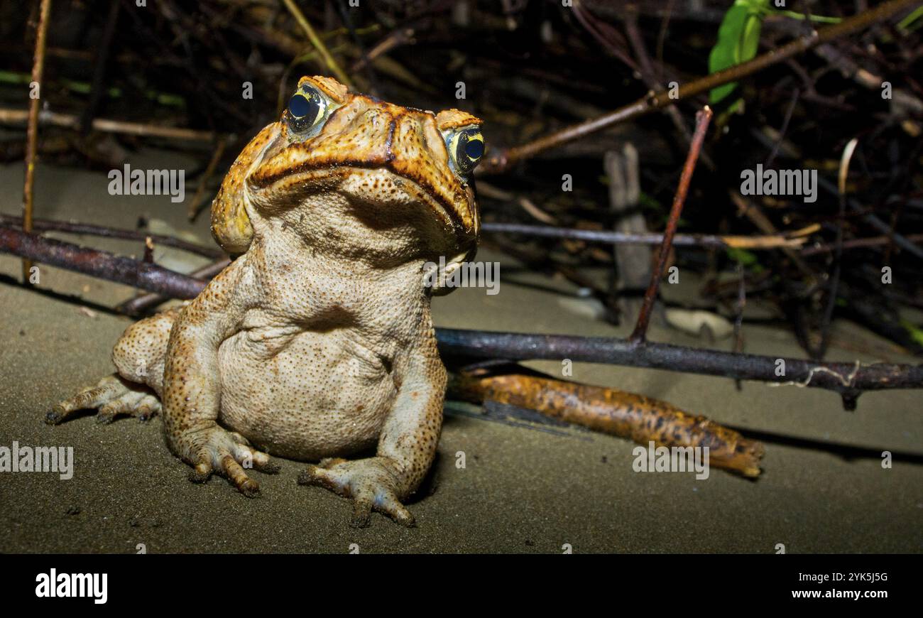 Rohrkröte, Neotropische Riesenkröte, Meereskröte, Rhinella Marina, Marino Ballena Nationalpark, Uvita de Osa, Puntarenas, Costa Rica, Amerika, Zentral Stockfoto