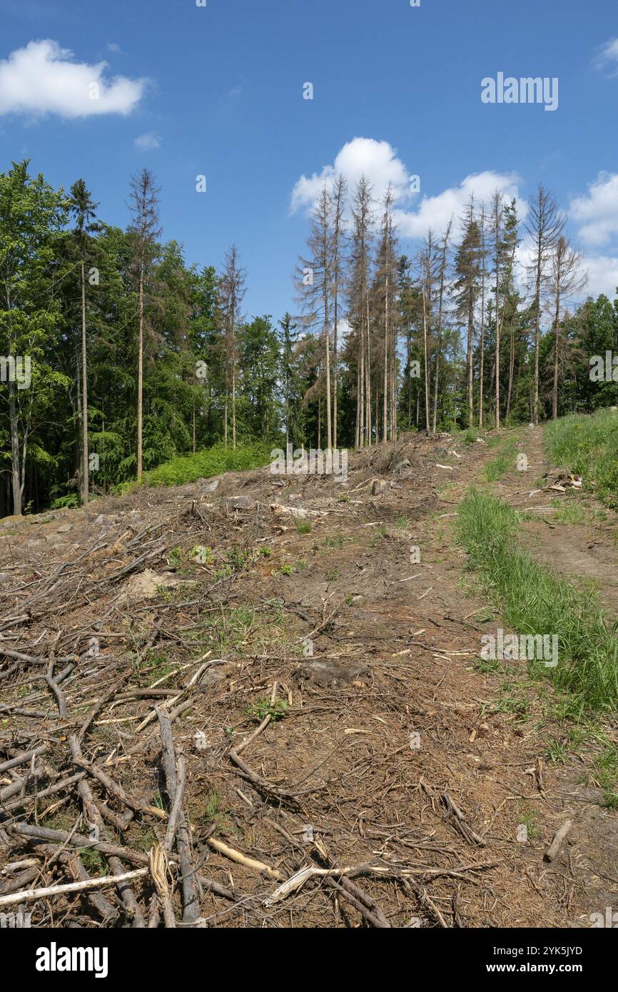 Weg durch tote Bäume. Europäischer Fichtenkäfer Griff Bäume im Wald an Stockfoto