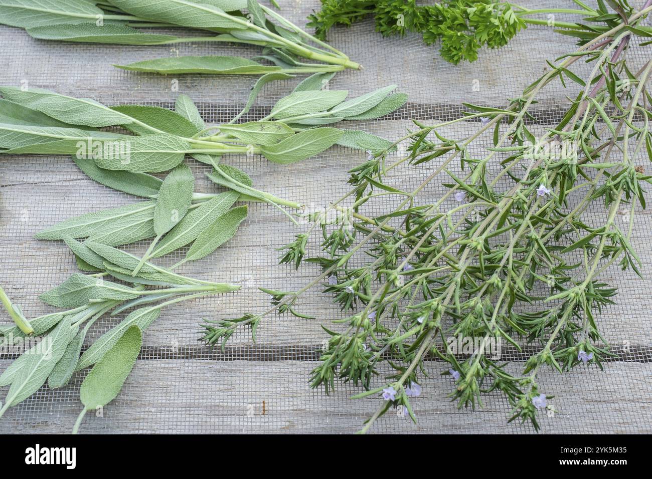 Trocknen von frischen Kräutern und Grün für Gewürznahrung auf hölzernem Schreibtischhintergrund. Petersilienblätter, Salbei und Marjoram Stockfoto