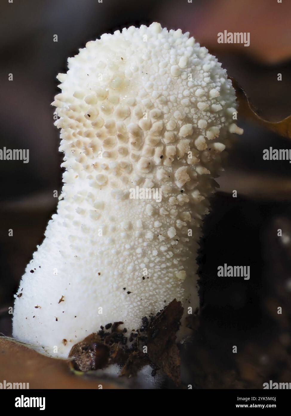 Flaschenpilz (Lycoperdon perlatum), unscharfer Hintergrund, Nordrhein-Westfalen, Deutschland, Europa Stockfoto