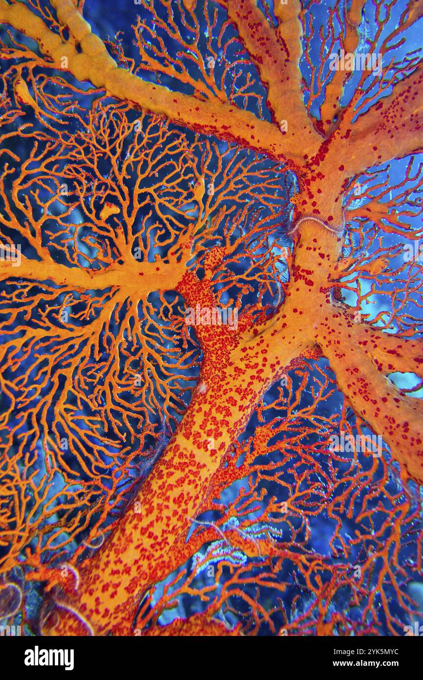 Sea Fan, Sea Peitschen, Gorgonian, Riff Building Korallen, Coral Reef, Bunaken National Marine Park, Bunaken, Nord-Sulawesi, Indonesien, Asien Stockfoto