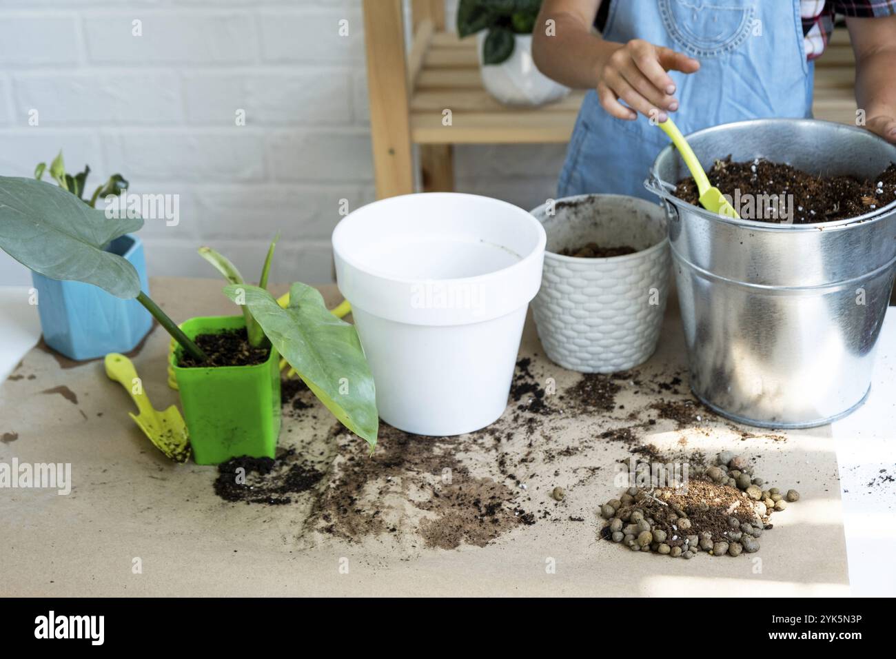 Ein Mädchen transplantiert einen Potted Houseplant Philodendron in einen neuen Boden mit Drainage. Topfpflanzenpflege, Bewässerung, Düngung, von Hand die Mischung w bestreuen Stockfoto