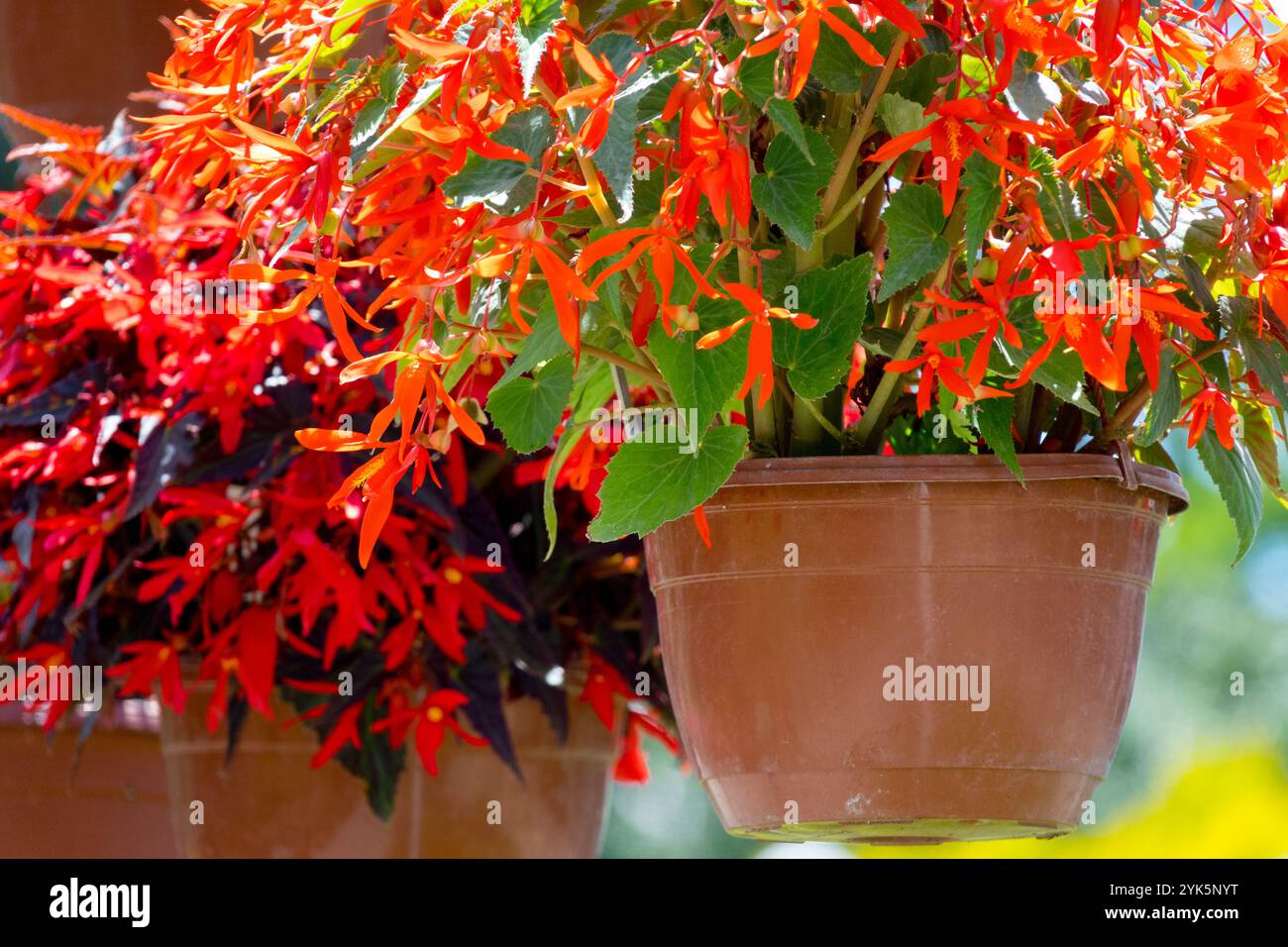 Hängetopf Rote Pflanze Begonia bolievensis Stockfoto