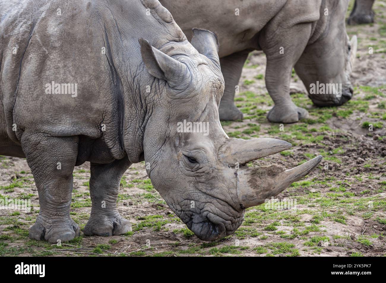 Südliches weißes Nashorn (Ceratotherium simum simum) Kritisch gefährdete Tierarten Stockfoto