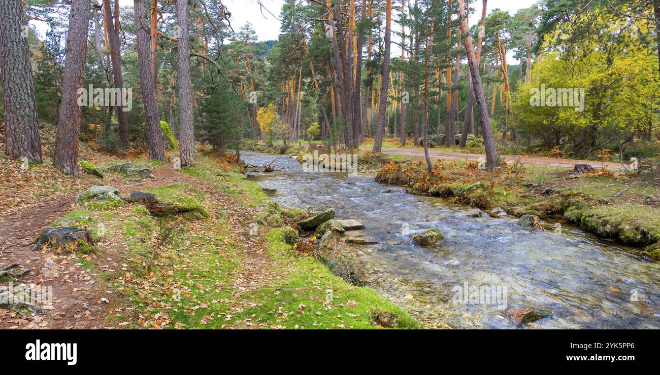 Eresma River, Scot Pine Forest, Sierra de Guadarrama National Park, Segovia, Kastilien und Leon, Spanien, Europa Stockfoto