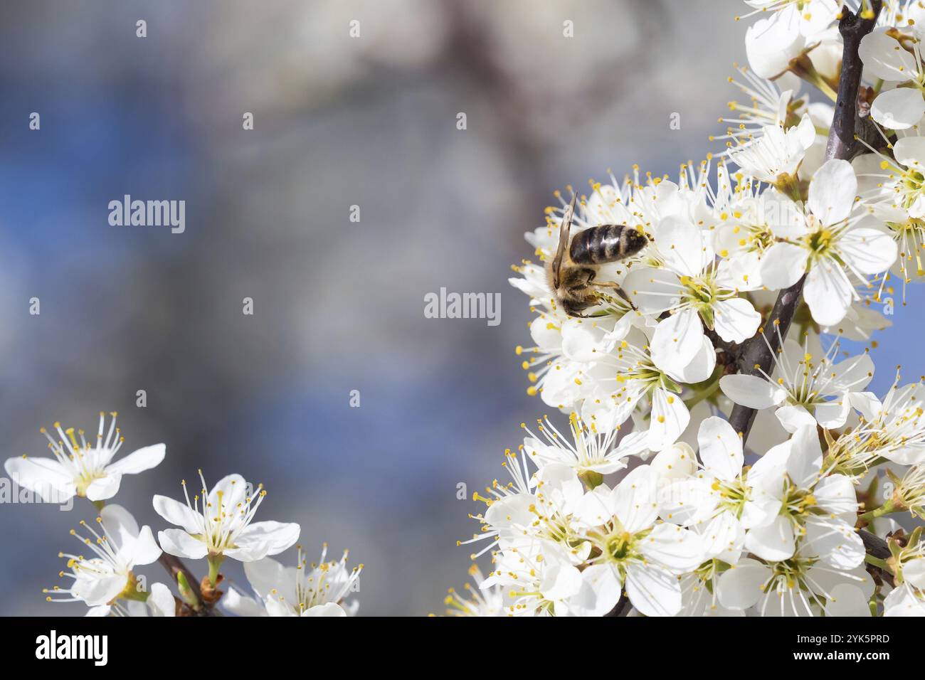 Honigbiene sammelt Pollen von Blumen. Frühlingsnatur. Die Biene sammelt Nektar von den weißen Blüten Stockfoto